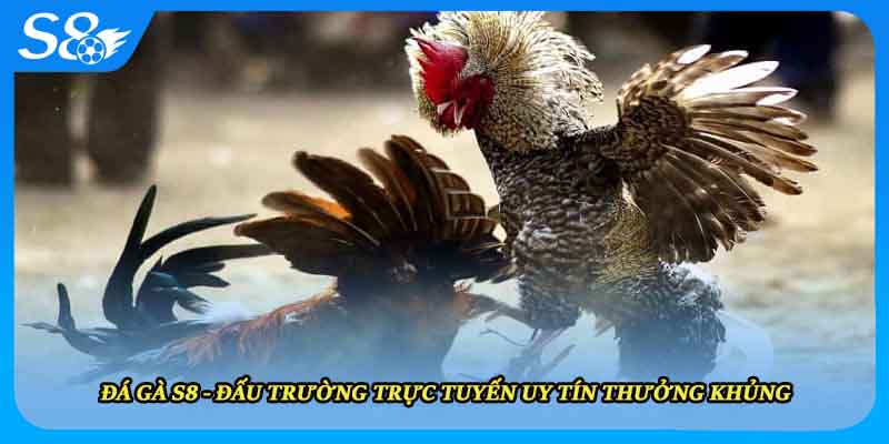 Đá Gà S8 - Đấu Trường Trực Tuyến Uy Tín Thưởng Khủng