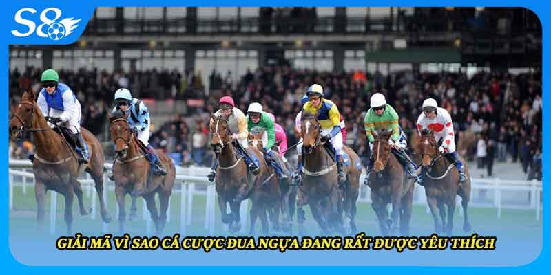 Giải mã vì sao cá cược đua ngựa đang rất được yêu thích