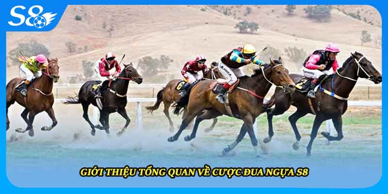 Giới thiệu tổng quan về cược đua ngựa S8