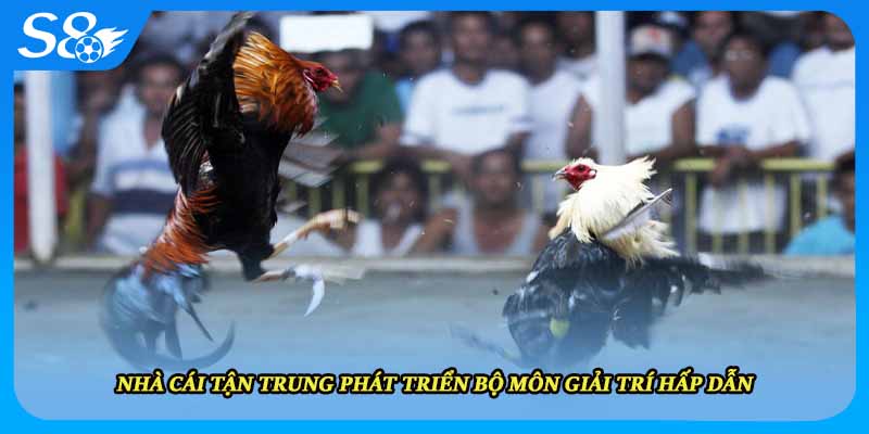 Nhà cái tận trung phát triển bộ môn giải trí hấp dẫn