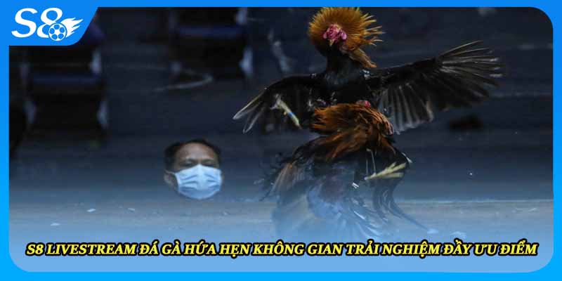 S8 livestream đá gà hứa hẹn không gian trải nghiệm đầy ưu điểm