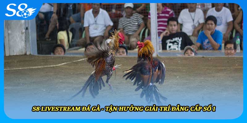 S8 Livestream Đá Gà - Tận Hưởng Giải Trí Đẳng Cấp Số 1