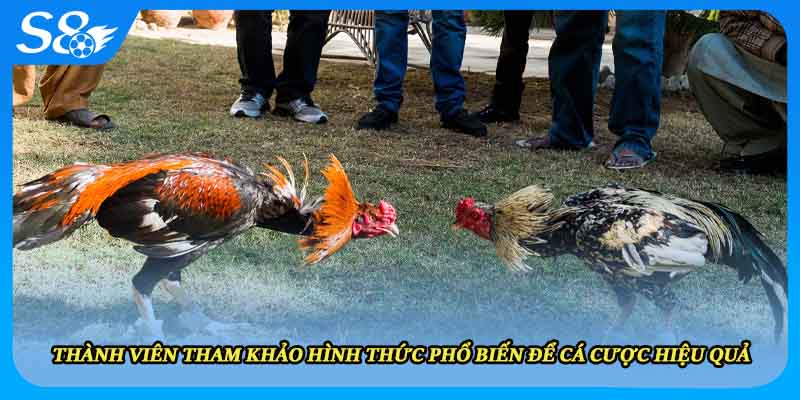 Thành viên tham khảo hình thức phổ biến để cá cược hiệu quả