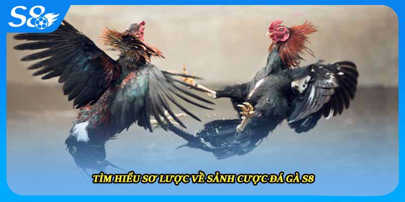 Tìm hiểu sơ lược về sảnh cược đá gà S8