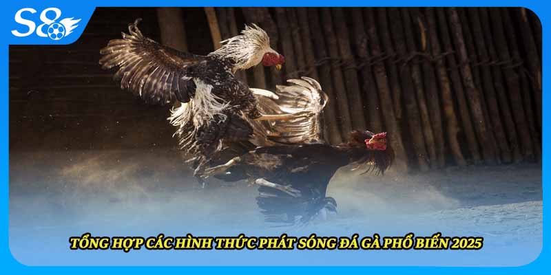 Tổng hợp các hình thức phát sóng đá gà phổ biến 2025